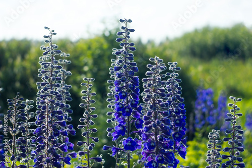 Tablou canvas Larkspur - Blue delphinium flowers in the garden