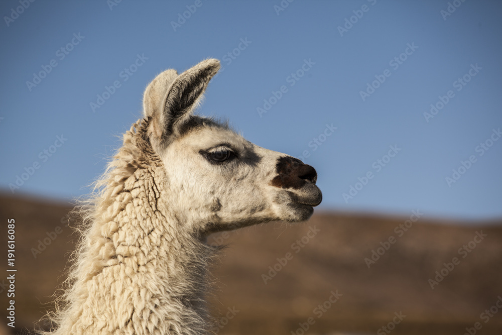 Obraz premium The profile of a cute lama