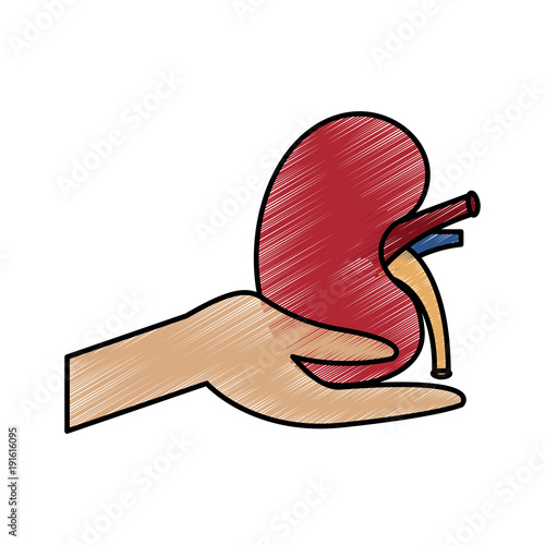 hand hold human kidney healthcare concept vector illustration drawing design