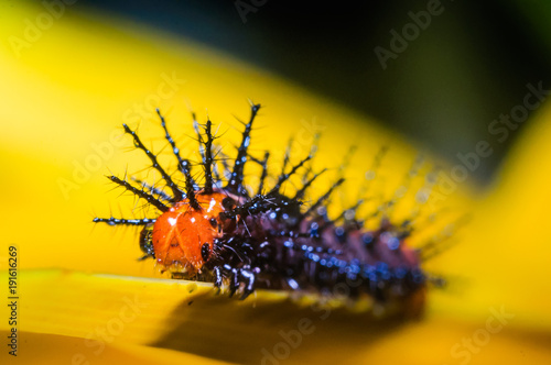 A close up of the caterpillar on leaf