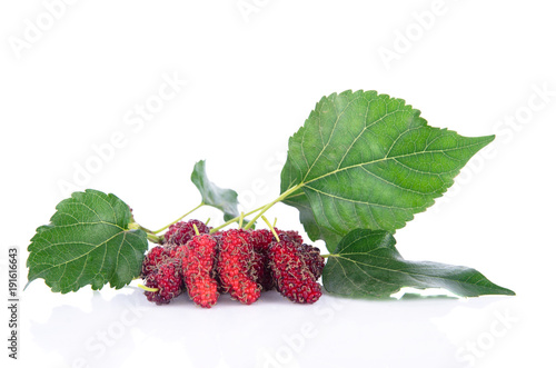 mulberry with leaf