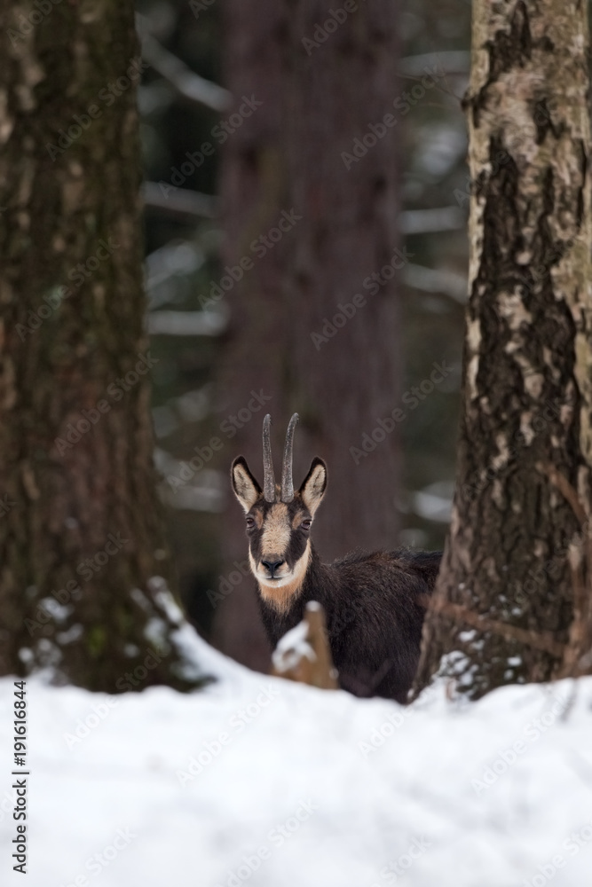 chamois, rupicapra rupicapra, Czech republic chamois, rupicapra rupicapra, Czech republic
