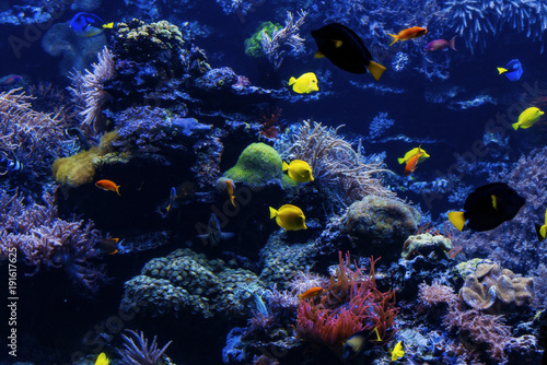 tropical Fish on a coral reef. Underwater coral fish © EwaStudio