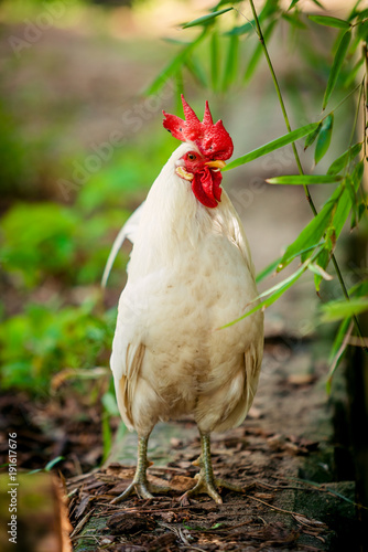 beautiful rooster. white rooster