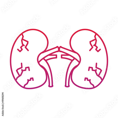kidneys human unhealthy disease medical anatomic damaged vector illustration  red degraded line color