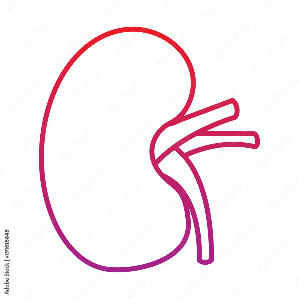 human kidney organ part healthy vector illustration red degraded line color human kidney organ part healthy vector illustration red degraded line color