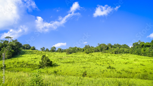 A filed of Green grass and trees with blue cloud sky background