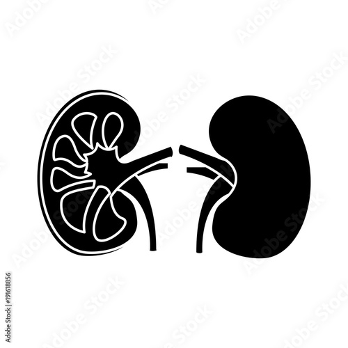 human organs kidney anatomy medical icon vector illustration 