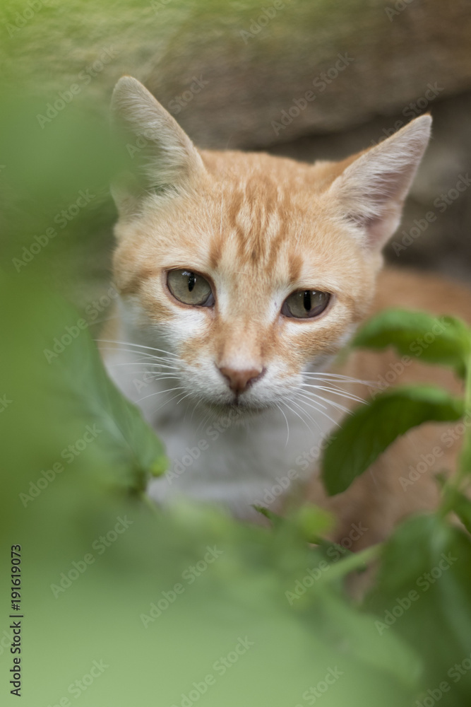 Obraz premium cat portrait
