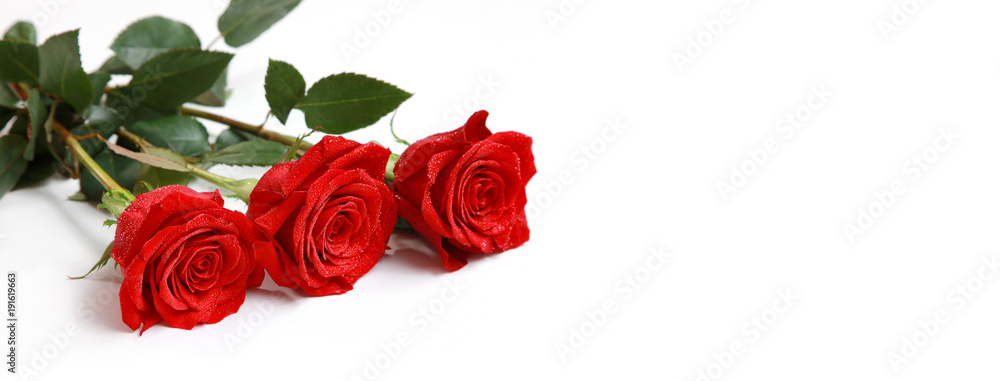 Fototapeta premium Rote Rosen