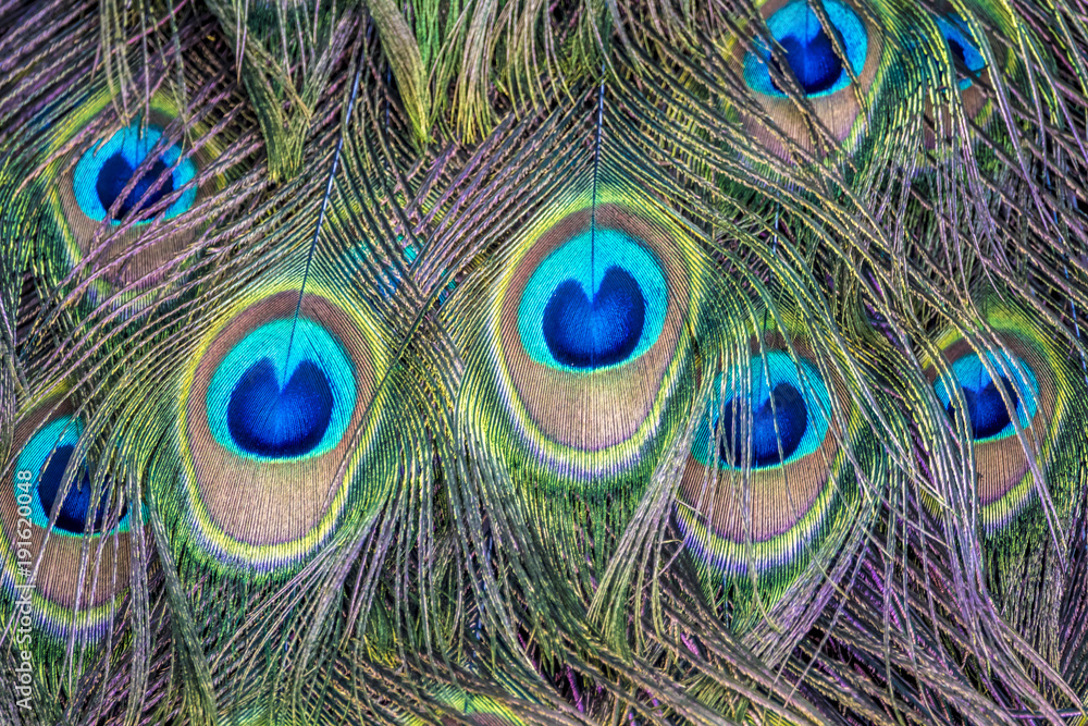 Fototapeta premium Peafowl or peacock bird