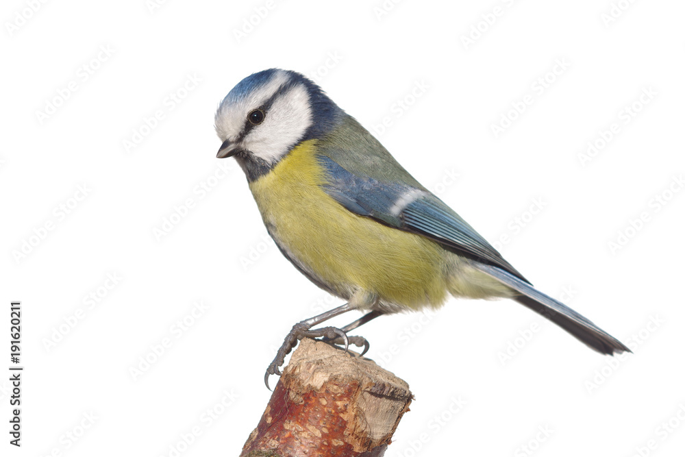Naklejka premium bird tit on branch