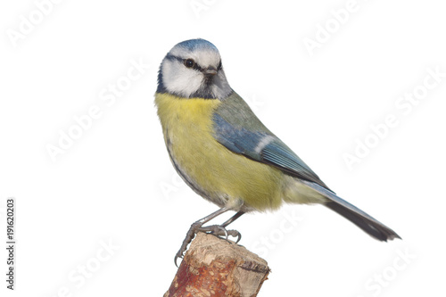 bird tit on branch © Witold Krasowski