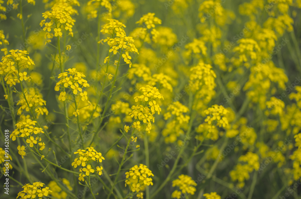 Landscape of yellow flowers