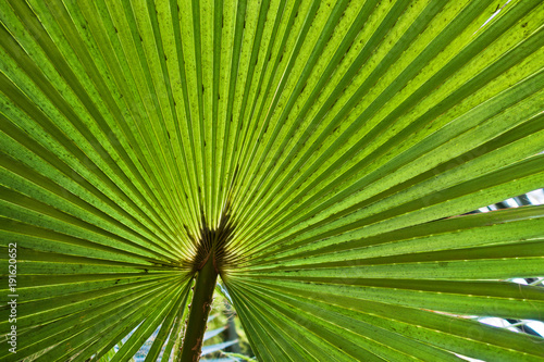Detail of a big leaf from a palm tree at Majorelle garden in Marrakech  Morocco  Africa