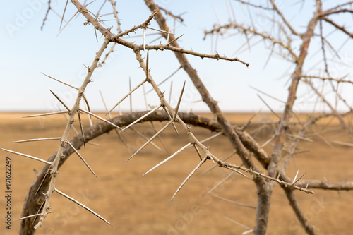 Akazie in der Serengeti - Tansania - Afrika photo