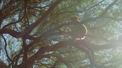 Lonely little monkey sits on branch of large tree on Rock of Gibraltar in sunlight