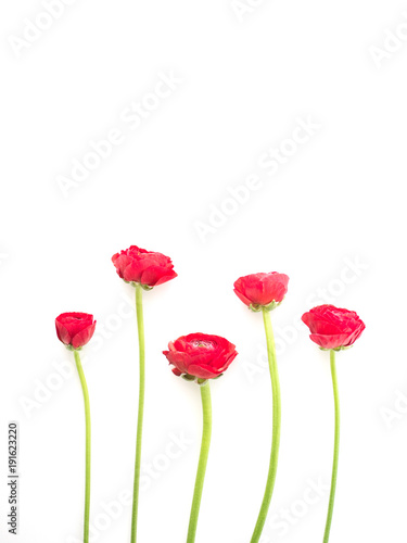 The RED Flower Photography with white background