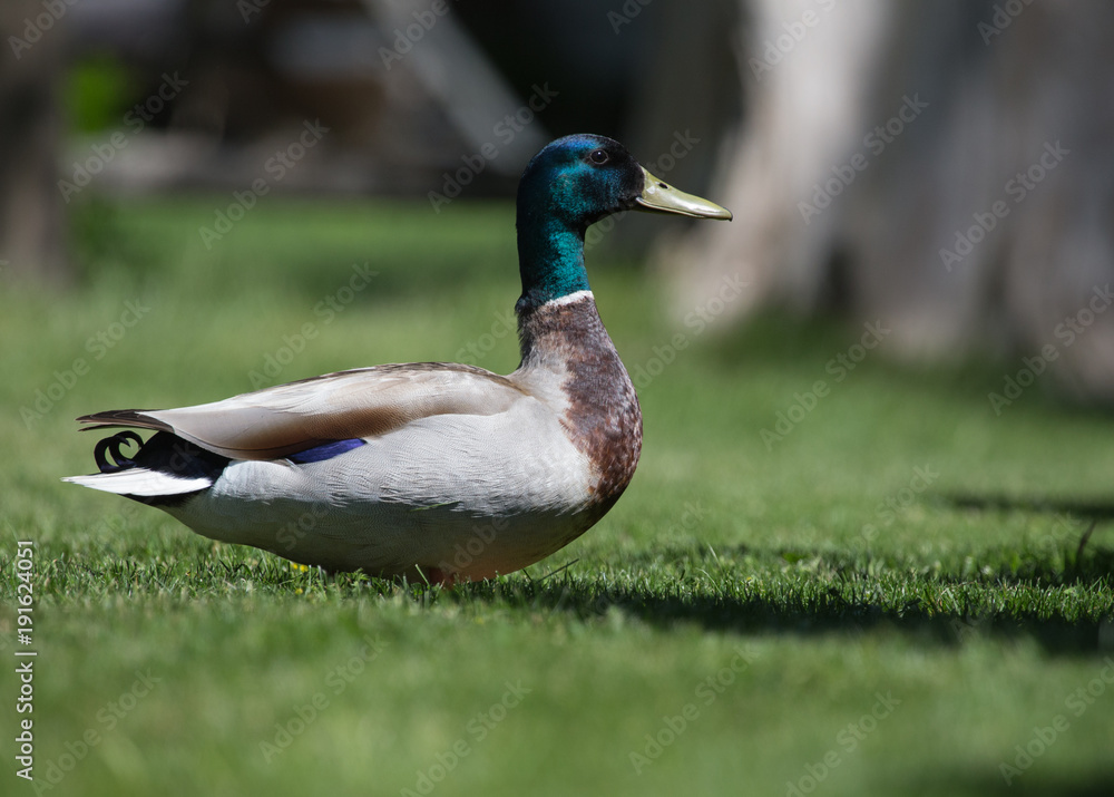 Mallard in Suburbia Mallard in Suburbia
