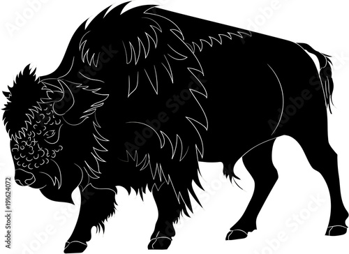 American buffalo or bull