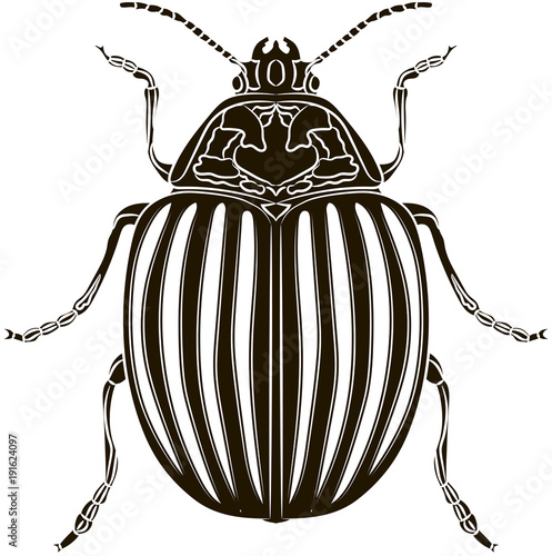 Colorado potato beetle isolated on white background