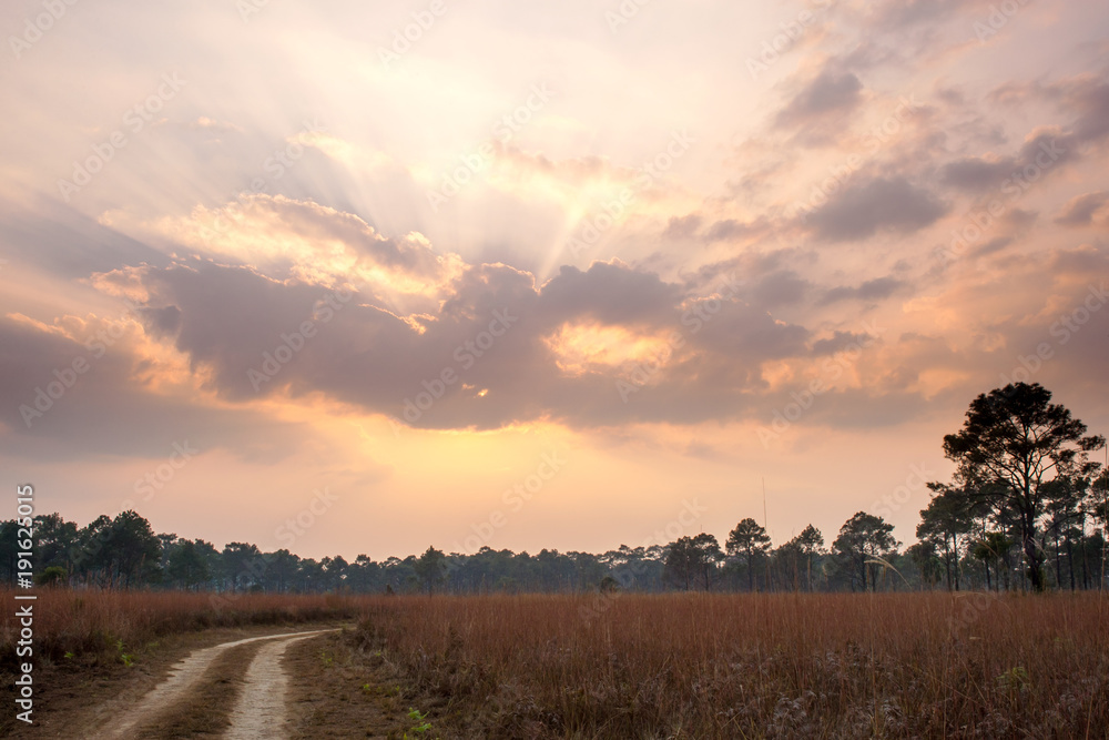 Rural dirt road with tire tracks leading straight through dry grass field with sun bursts through clouds in sunset time at Thung Salaeng Luang National Park ,Phitsanulok Province , Thailand.