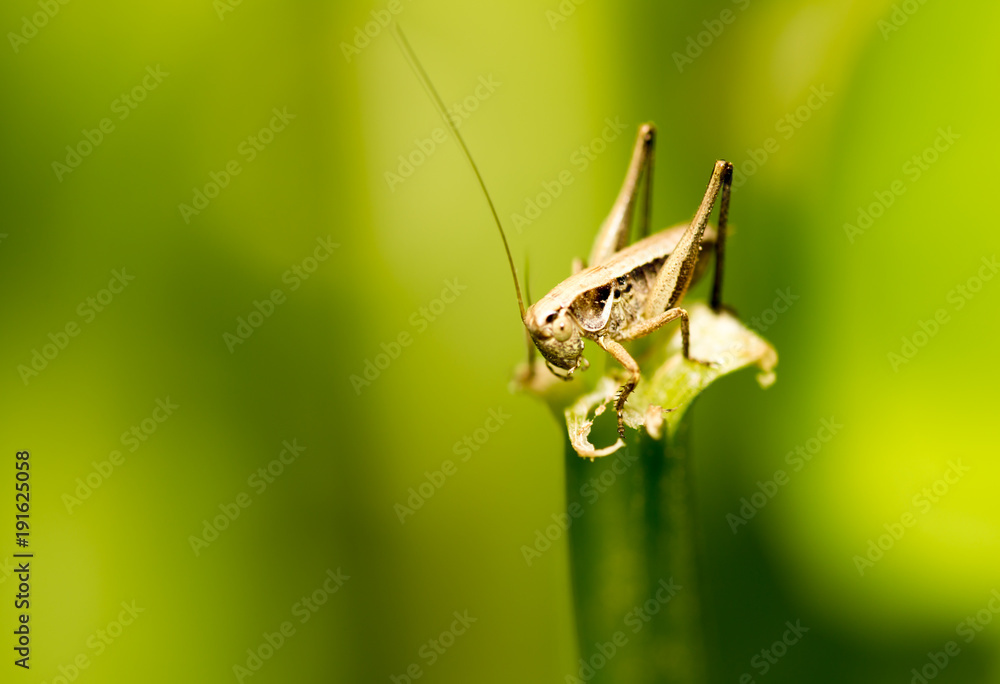 Grasshopper on green leaves in nature Grasshopper on green leaves in nature