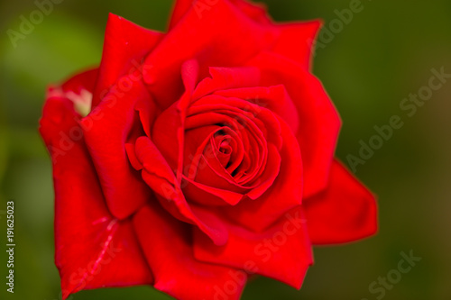 Beautiful red rose in a park