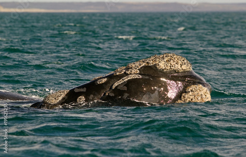 Southern right whale at Puerto Piramides in Valdes Peninsula, Atlantic Ocean, Argentina