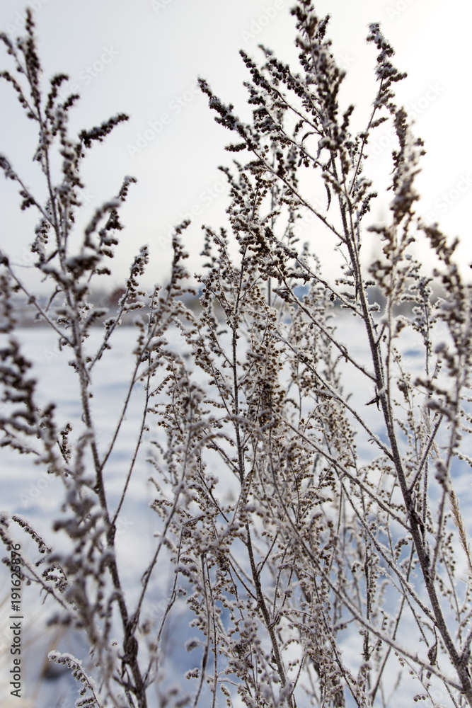 Dry grass in snow on nature Dry grass in snow on nature