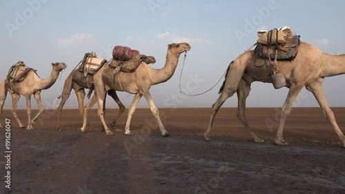 Caravans with salt in the desert Danakil