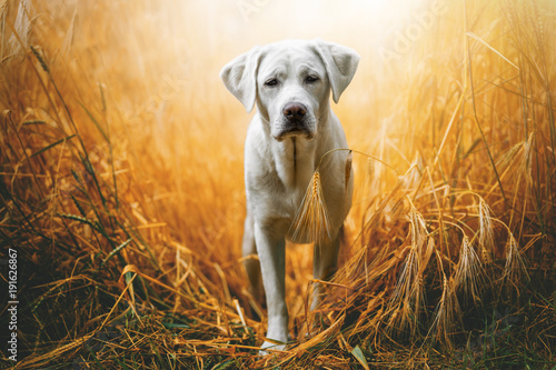 happy cute little labrador retriever dog puppy standing in the sunshine on field during sunset