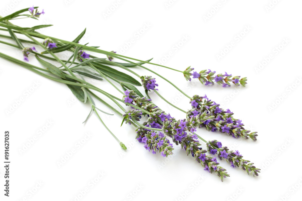 Obraz premium Lavender bouquet on white.