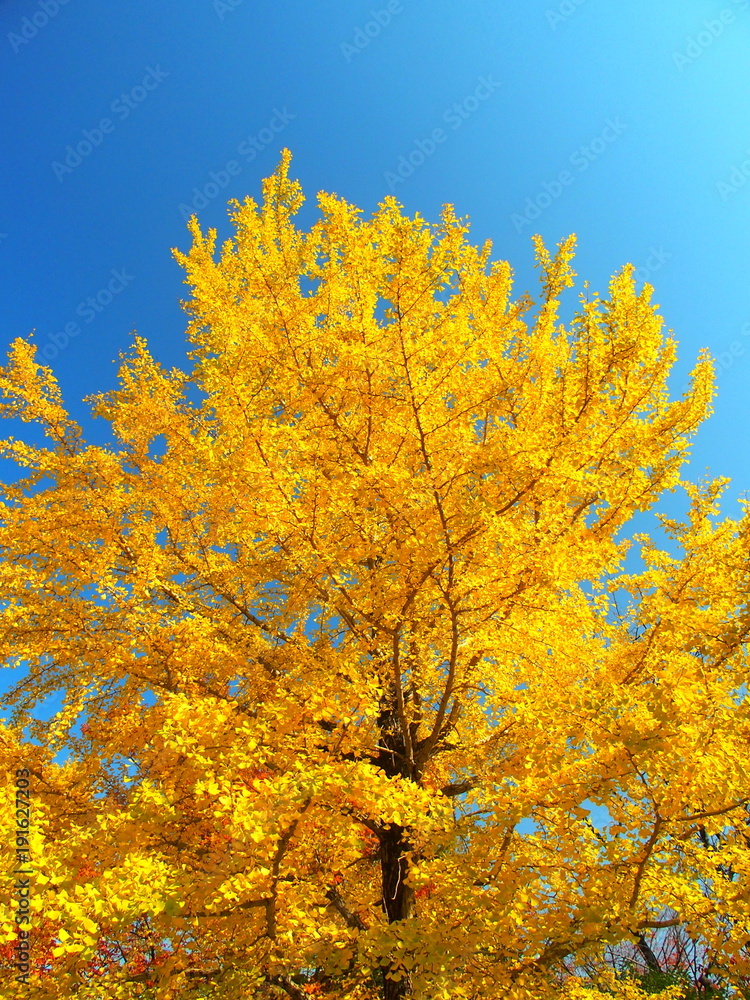 Fototapeta premium 黄葉の銀杏