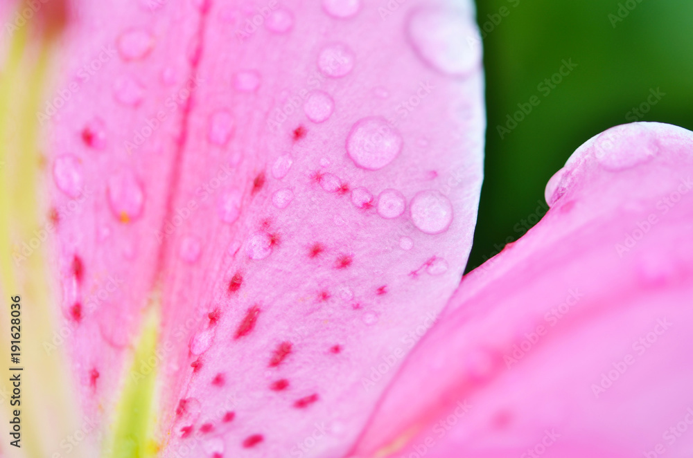 A close up of the flower lily. Macro photo. A close up of the flower lily. Macro photo.