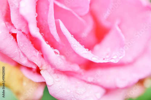 Flower background with rose flower, closeup view.