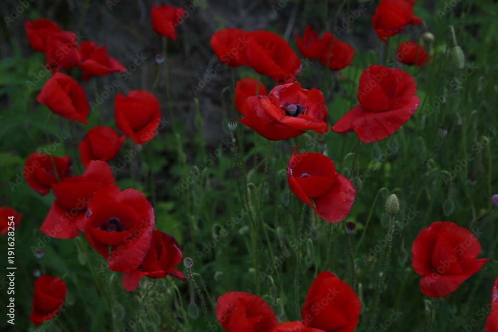 Fototapeta premium red poppies