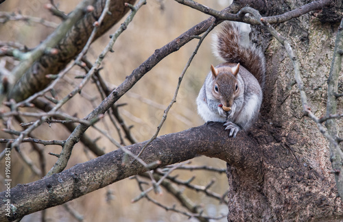 Small beautiful cute squirrel sitting on tree branch.