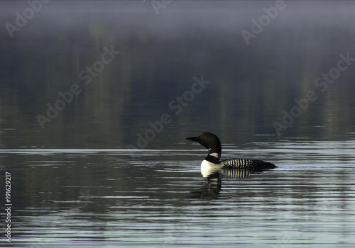 early morning loon