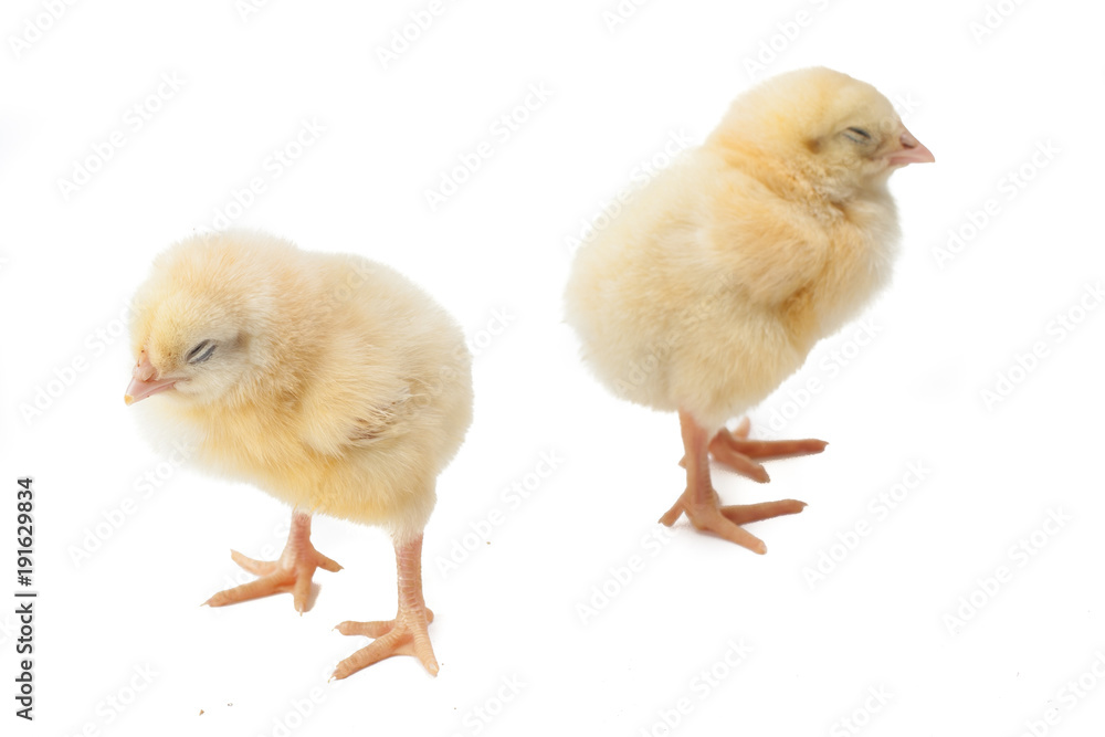 Obraz premium small fluffy yellow Easter Chickens on a white background
