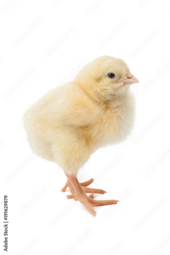 Fototapeta premium small fluffy yellow Easter chicken on a white background
