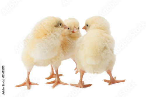 Wallpaper Mural small fluffy yellow Easter Chickens on a white background Torontodigital.ca