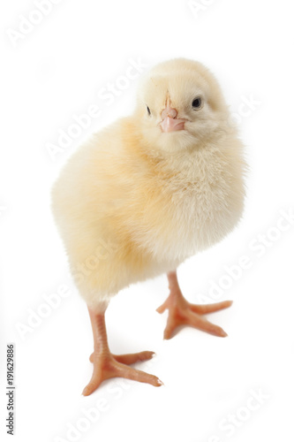 small fluffy yellow Easter chicken on a white background
