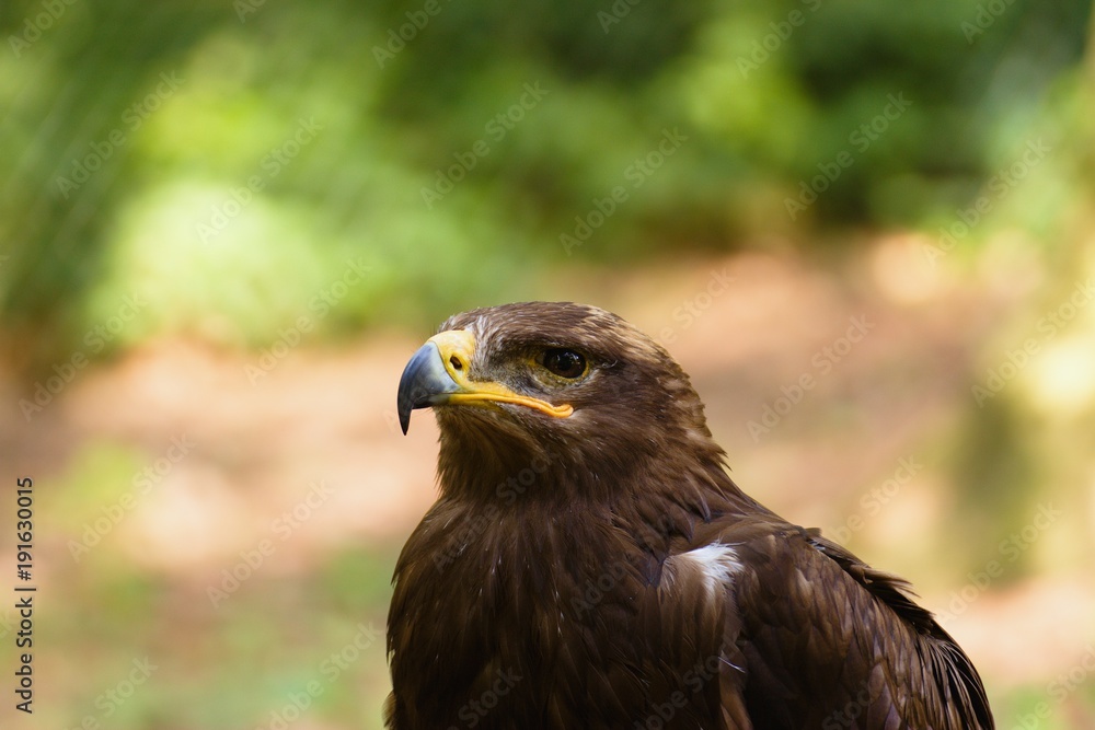 Head of common buzzard (buteo buteo), common European medium sized bird of prey. Head of common buzzard (buteo buteo), common European medium sized bird of prey.