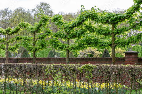 Horse chestnut trimmed like a garland in a park, in springtime, Lisse, The Netherlands 