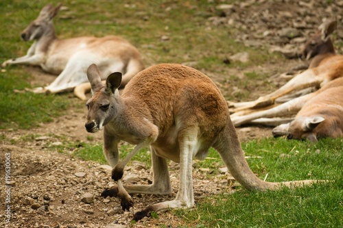 Standing kangaroo in grassland. More lying down kangaroos in background