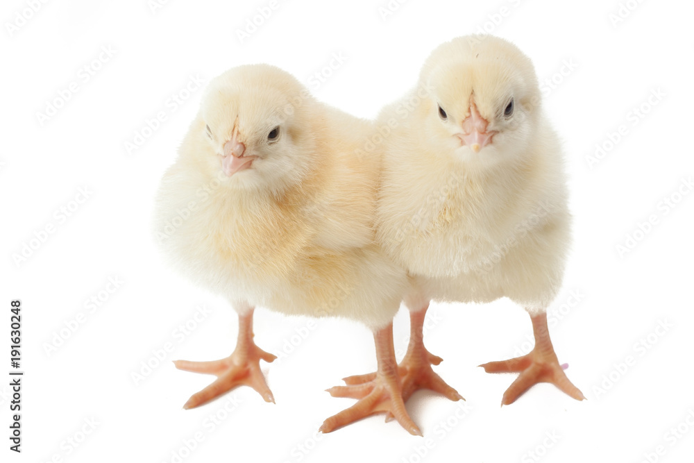 Obraz premium small fluffy yellow Easter Chickens on a white background