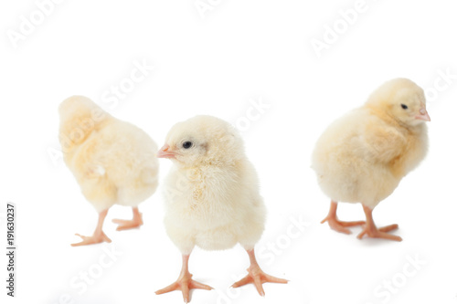 Wallpaper Mural small fluffy yellow Easter Chickens on a white background Torontodigital.ca