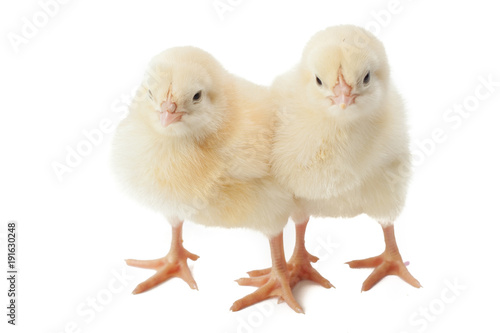 Wallpaper Mural small fluffy yellow Easter Chickens on a white background Torontodigital.ca