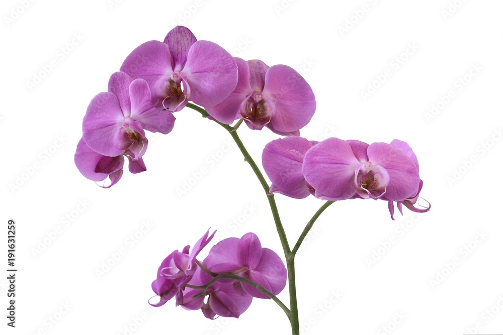 pretty orchid isolated close up pretty orchid isolated close up